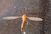 Crane Fly (Leptotarsus tortilis) (Leptotarsus tortilis)